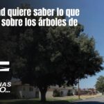 La ciudad quiere saber lo que piensas sobre los árboles de Fresno