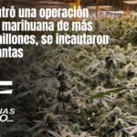 Se encontró una operación ilegal de marihuana de más de $1.2 millones, se incautaron 7,500 plantas